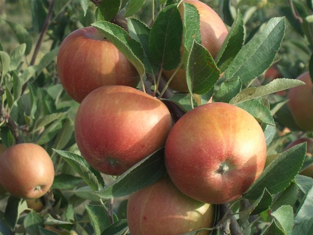Melo - Braeburn